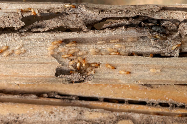 Best Affordable Pest Control Services  in Cerro Gordo, IL